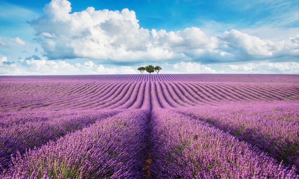 lavender field with tree with cloudy sky